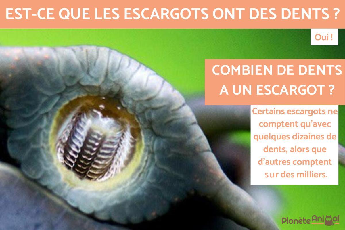 Combien de dents a un escargot ?