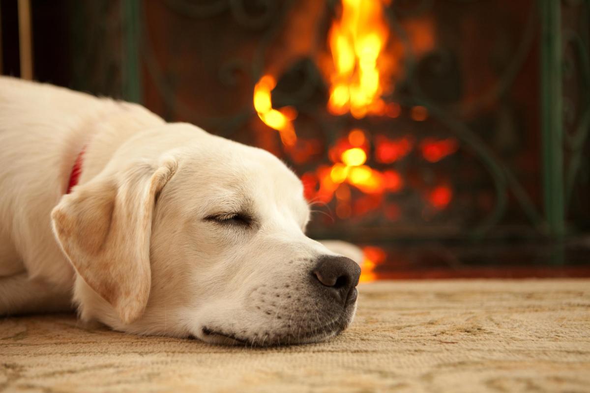 Les chiens font des cauchemars ?
