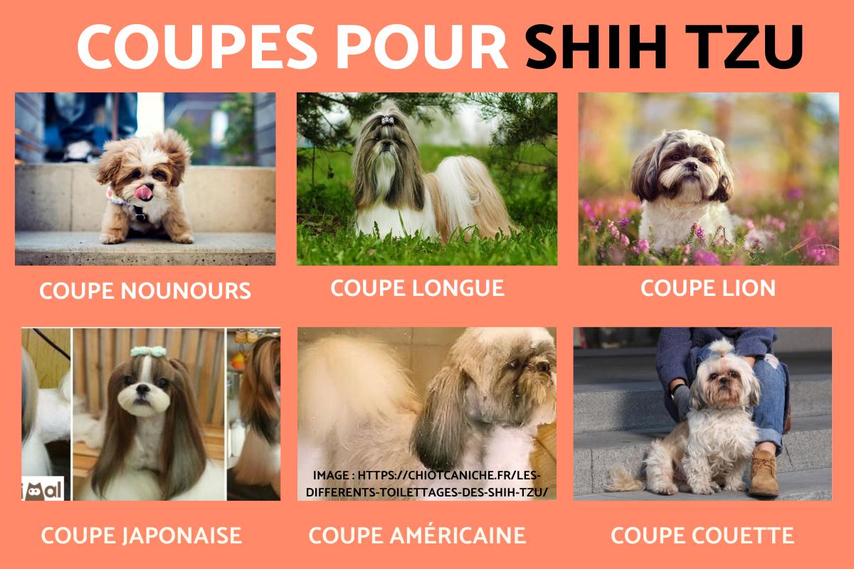 Types de coupe pour un Shih tzu