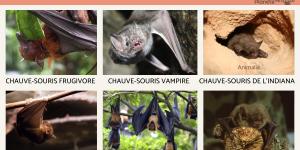 CHAUVE SOURIS MAMMIF RE VOLANT CHAUVE SOURIS MAMMIF RE VOLANT