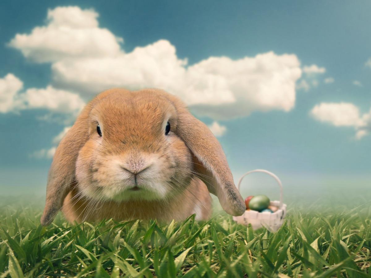 Stérilisation du lapin - Soins et conseils