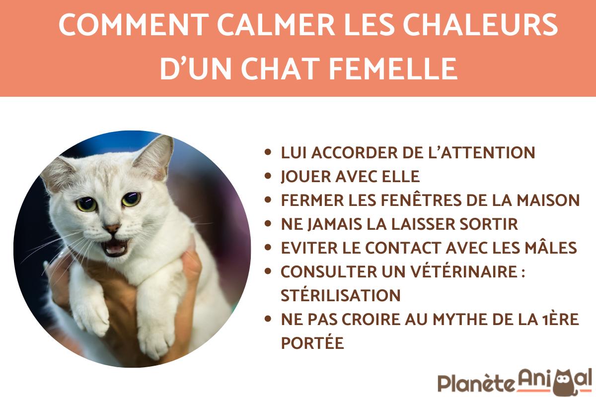 Calmer les chaleurs d'un chat femelle