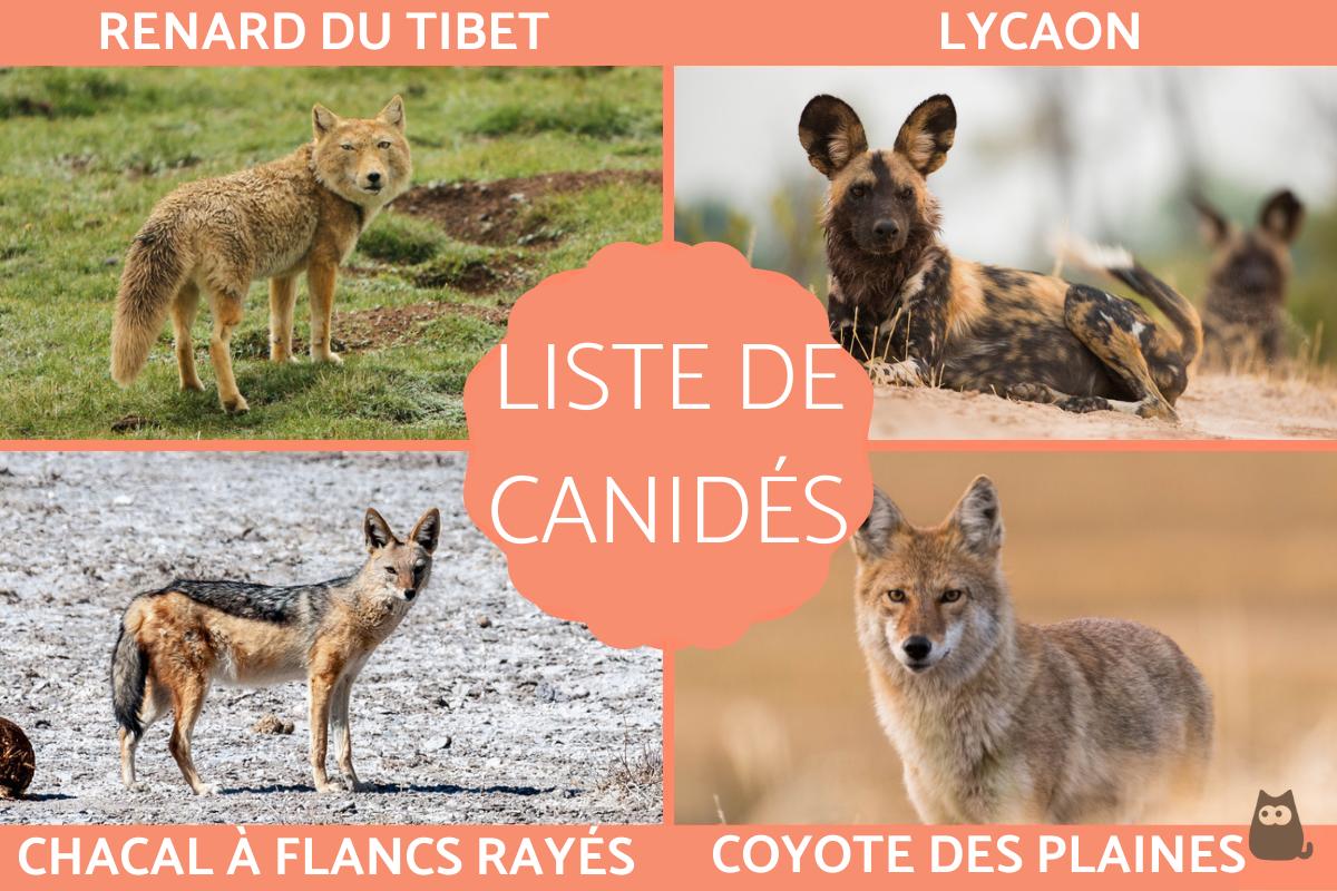 Canidé - Définition, liste, alimentation, environnement et reproduction