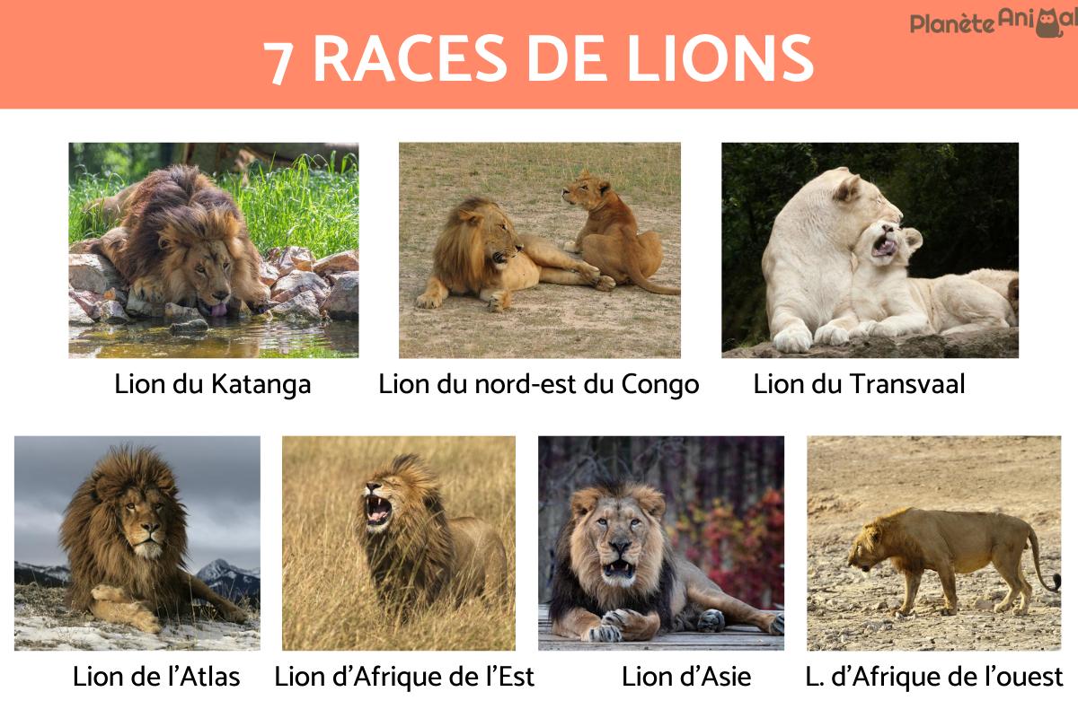Exposé sur les lions - Races, noms et caractéristiques