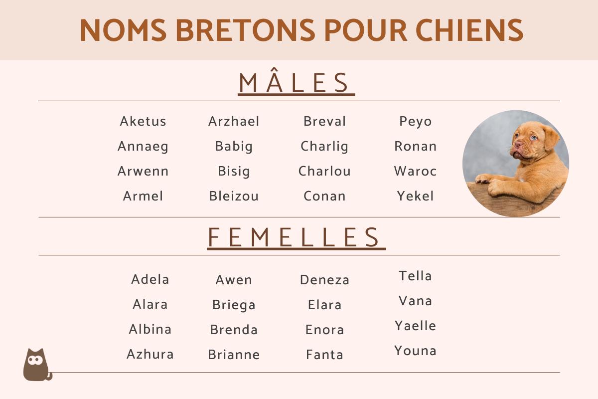 Noms bretons pour chiens mâles et femelles