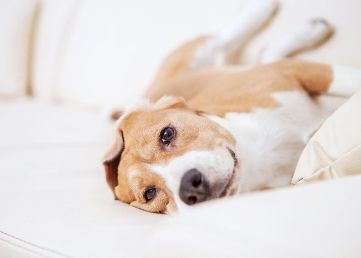Mon chien se frotte contre le canapé - Causes et que faire