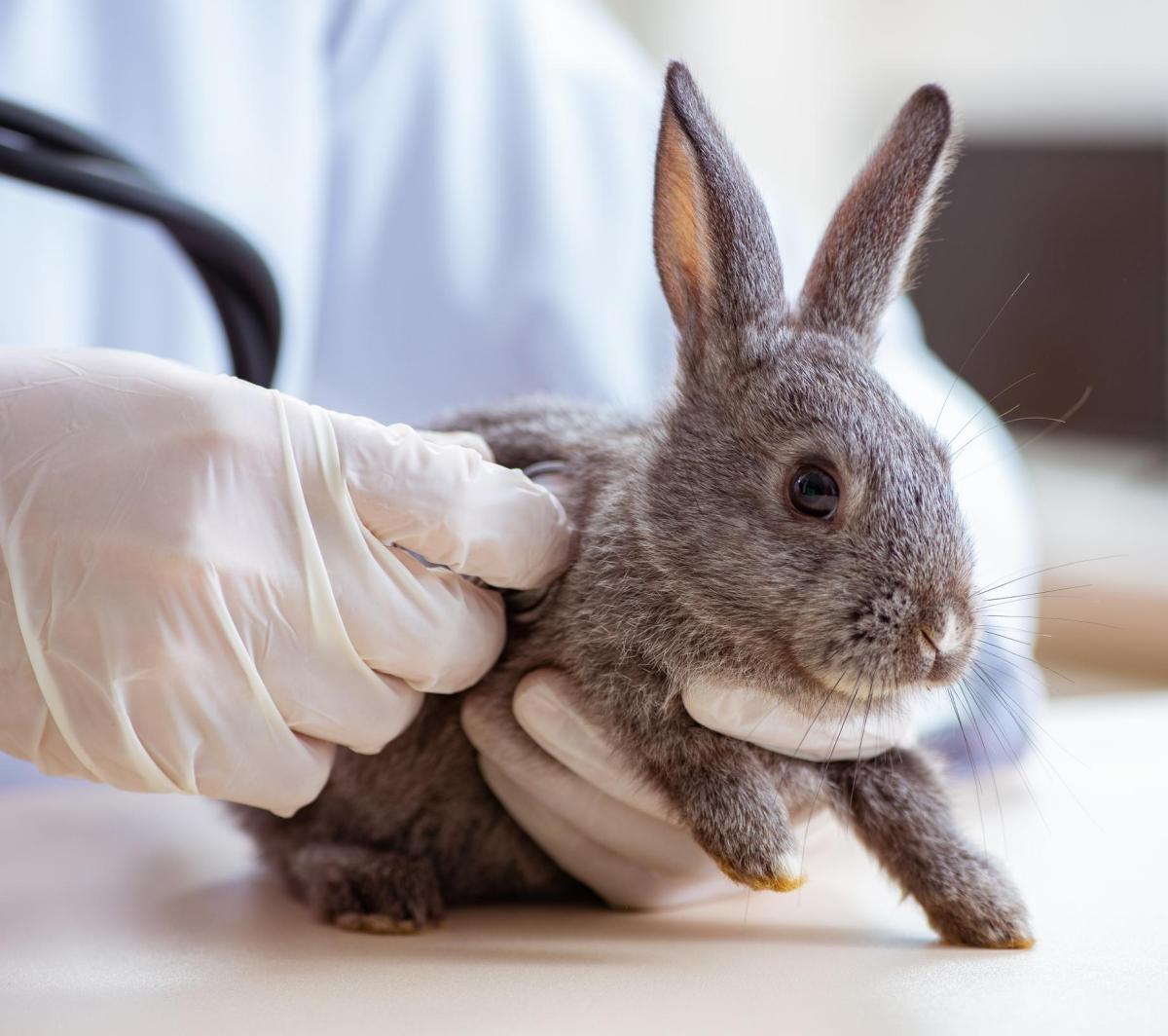 Castration du lapin - Prix, à quel âge et bienfaits