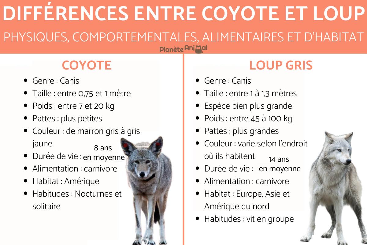 Différences entre coyote et loup