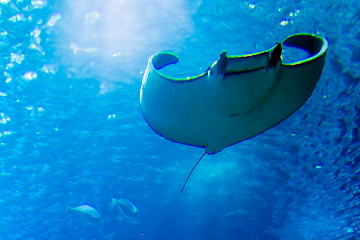Les raies manta sont-elles dangereuses ?