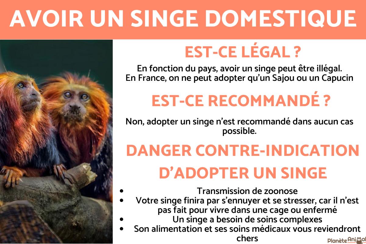 Le singe comme animal de compagnie