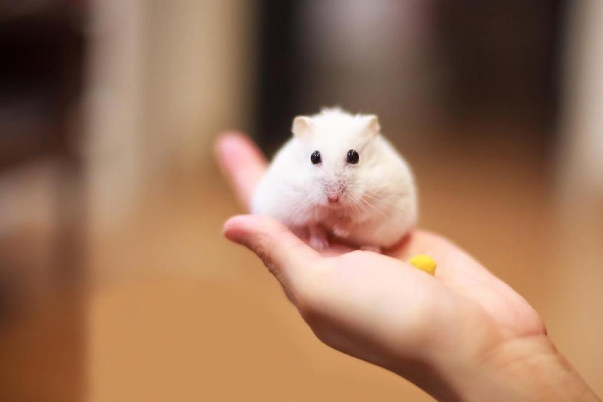 Mon hamster se gratte - Causes et traitement