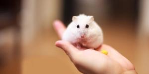 Mon hamster se gratte - Causes et traitement
