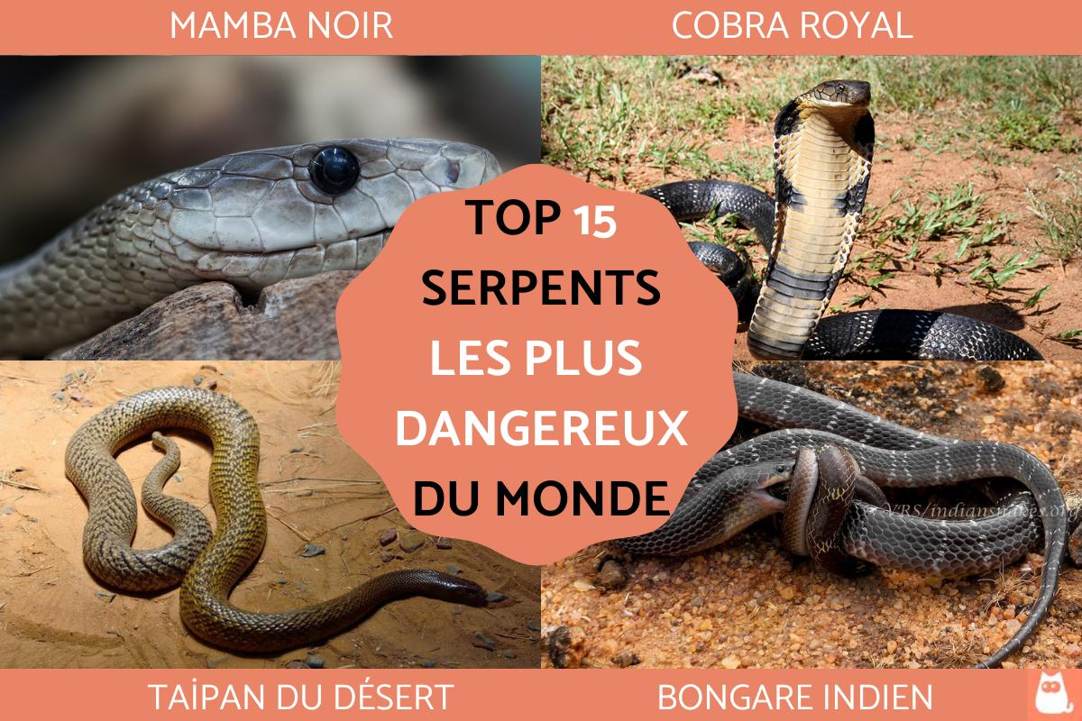 TOP 15 des SERPENTS les PLUS DANGEREUX du MONDE Avec PHOTOS