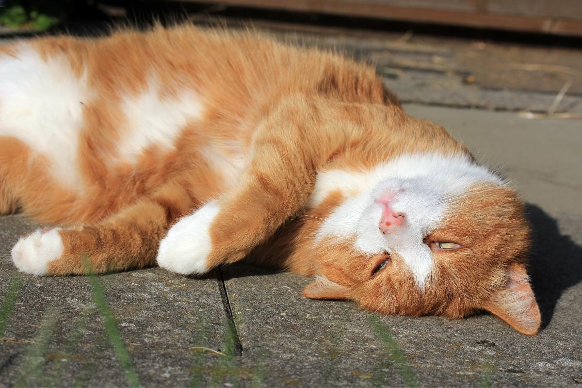 Symptômes d'un chat déshydraté