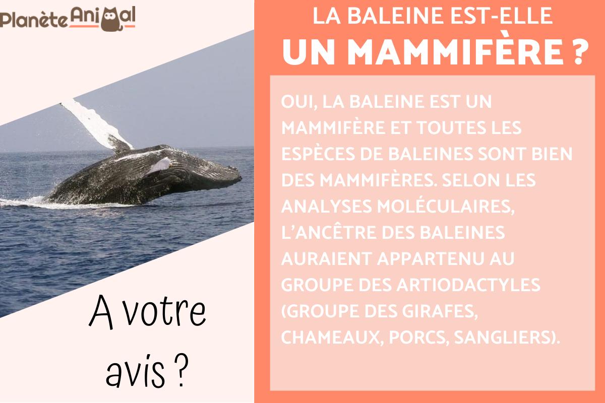 La baleine est-elle un mammifère ?