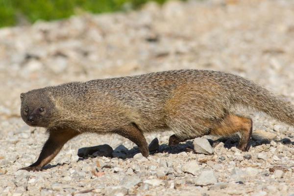 Tétrapodes : définition, exemples et caractéristiques - Quels sont les animaux tétrapodes ?