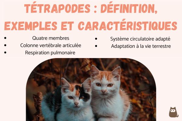 Tétrapodes : définition, exemples et caractéristiques