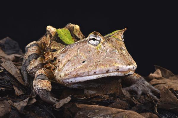 Informations sur les grenouilles - Certaines grenouilles ont des cornes