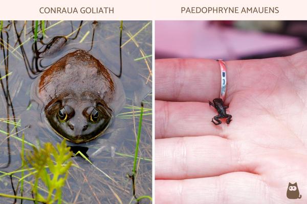 Informations sur les grenouilles - Il existe des grenouilles géantes et des grenouilles naines