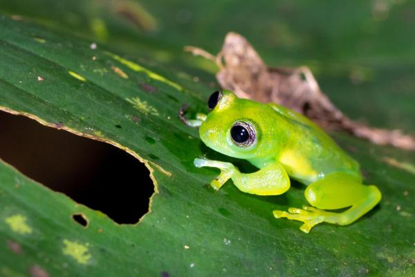 Informations sur les grenouilles - Il existe des grenouilles translucides
