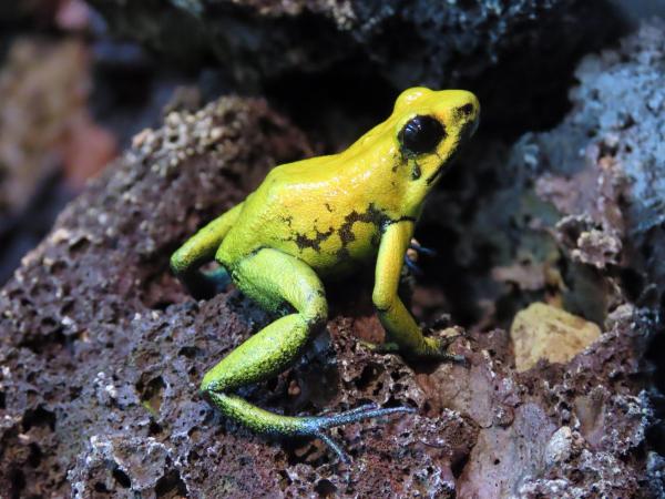 Informations sur les grenouilles - Il existe des grenouilles très venimeuses