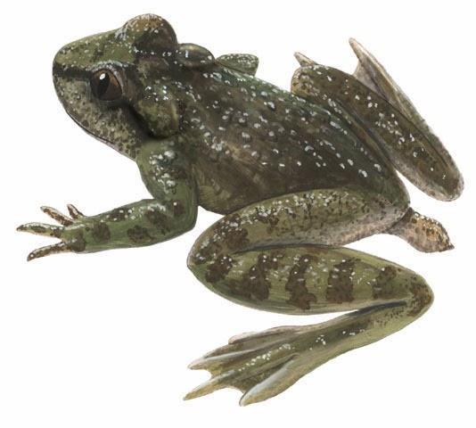 Informations sur les grenouilles - Il y a des grenouilles à queue