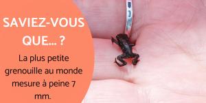 Informations sur les grenouilles