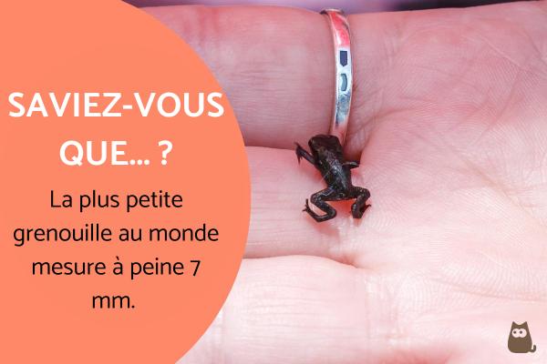 Informations sur les grenouilles