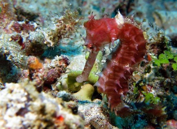 Quels sont les animaux les plus petits au monde - L'hippocampe le plus petit du monde