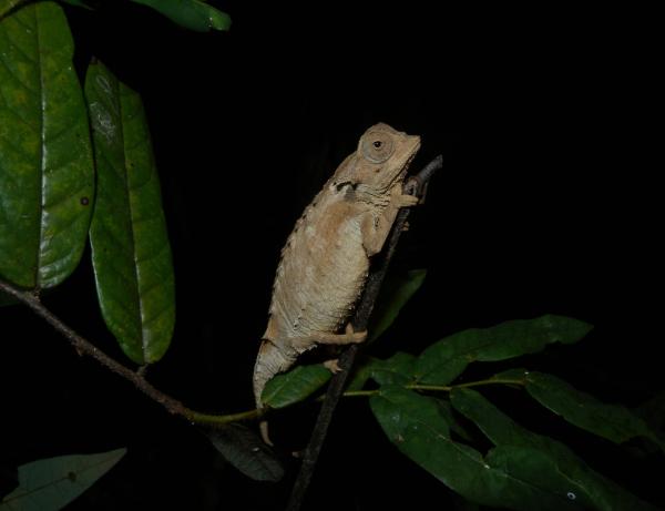 Quels sont les animaux les plus petits au monde - Le caméléon le plus petit du monde