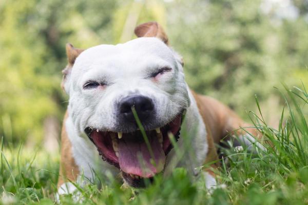 Mon chien tousse comme s'il avait un truc coincé