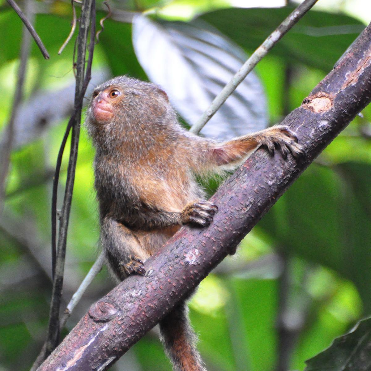 Quels sont les animaux les plus petits au monde