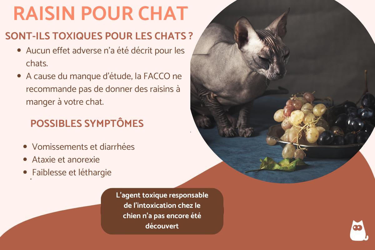 Peut-on donner du raisin à un chat ?