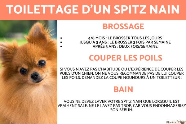 Toilettage du Spitz nain