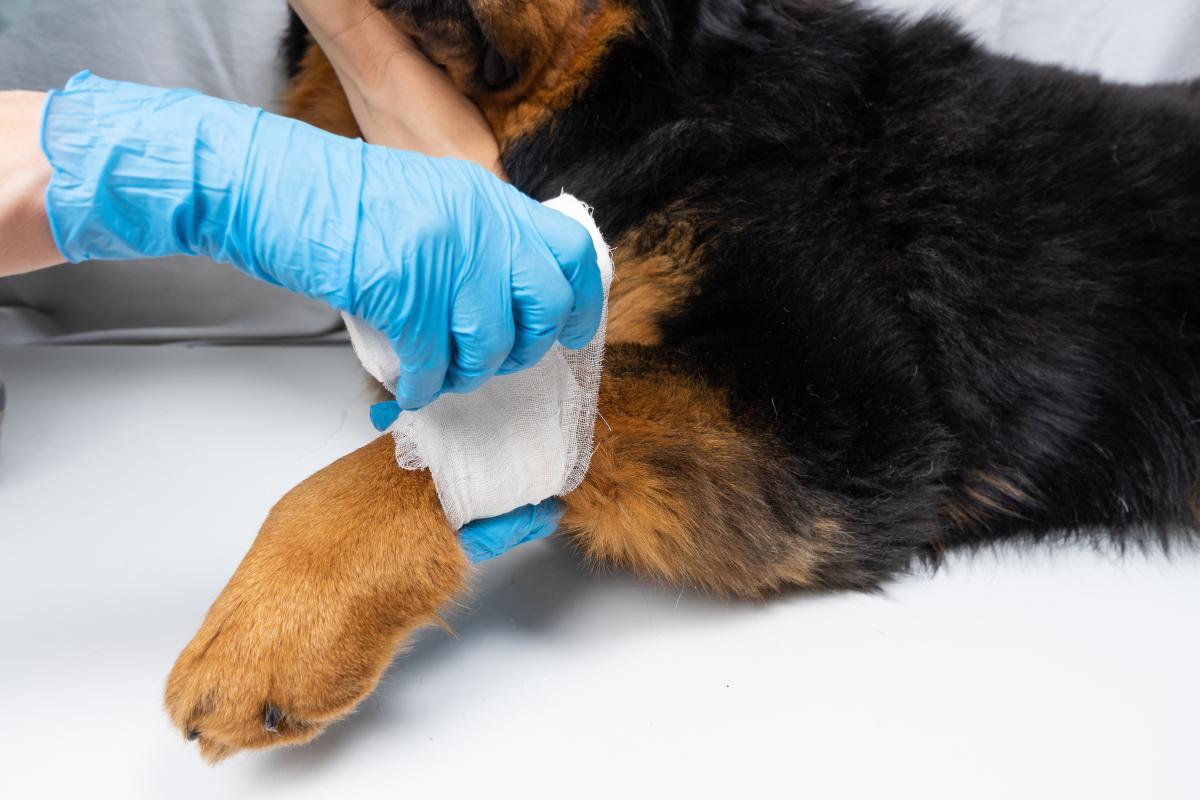 Comment soigner une plaie chez le chien