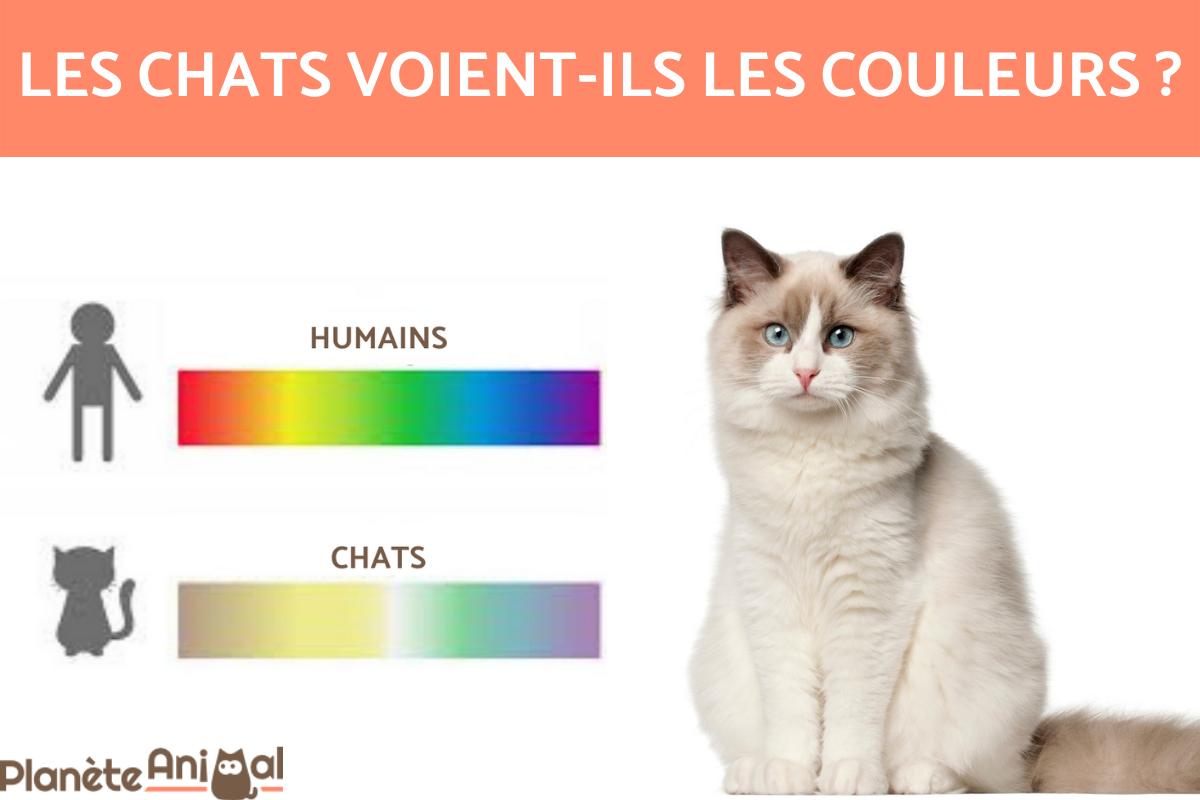 Les chats voient-ils en couleurs ? - Vision des chats