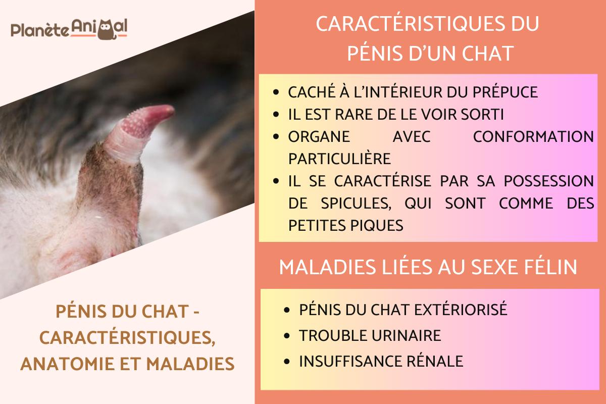 Pénis du chat - Caractéristiques, anatomie et maladies