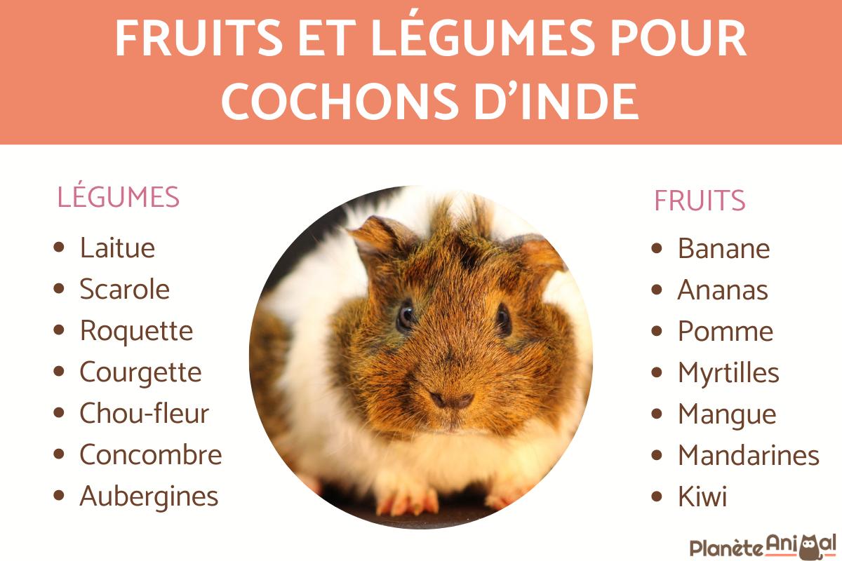 Les fruits et légumes pour cochons d'Inde