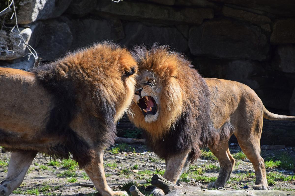 Prédateurs du lion
