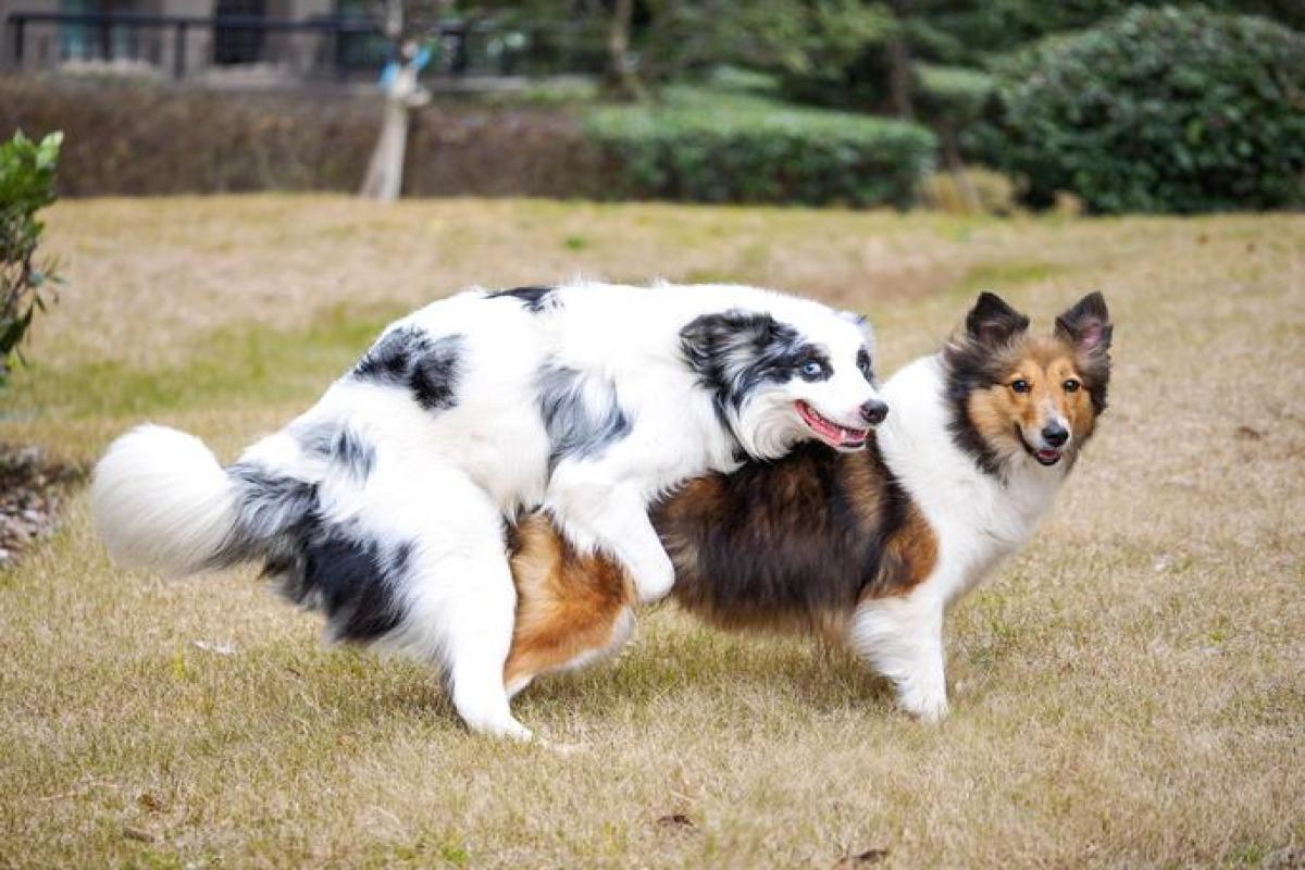 Première chaleur chez le chien - Guide complet