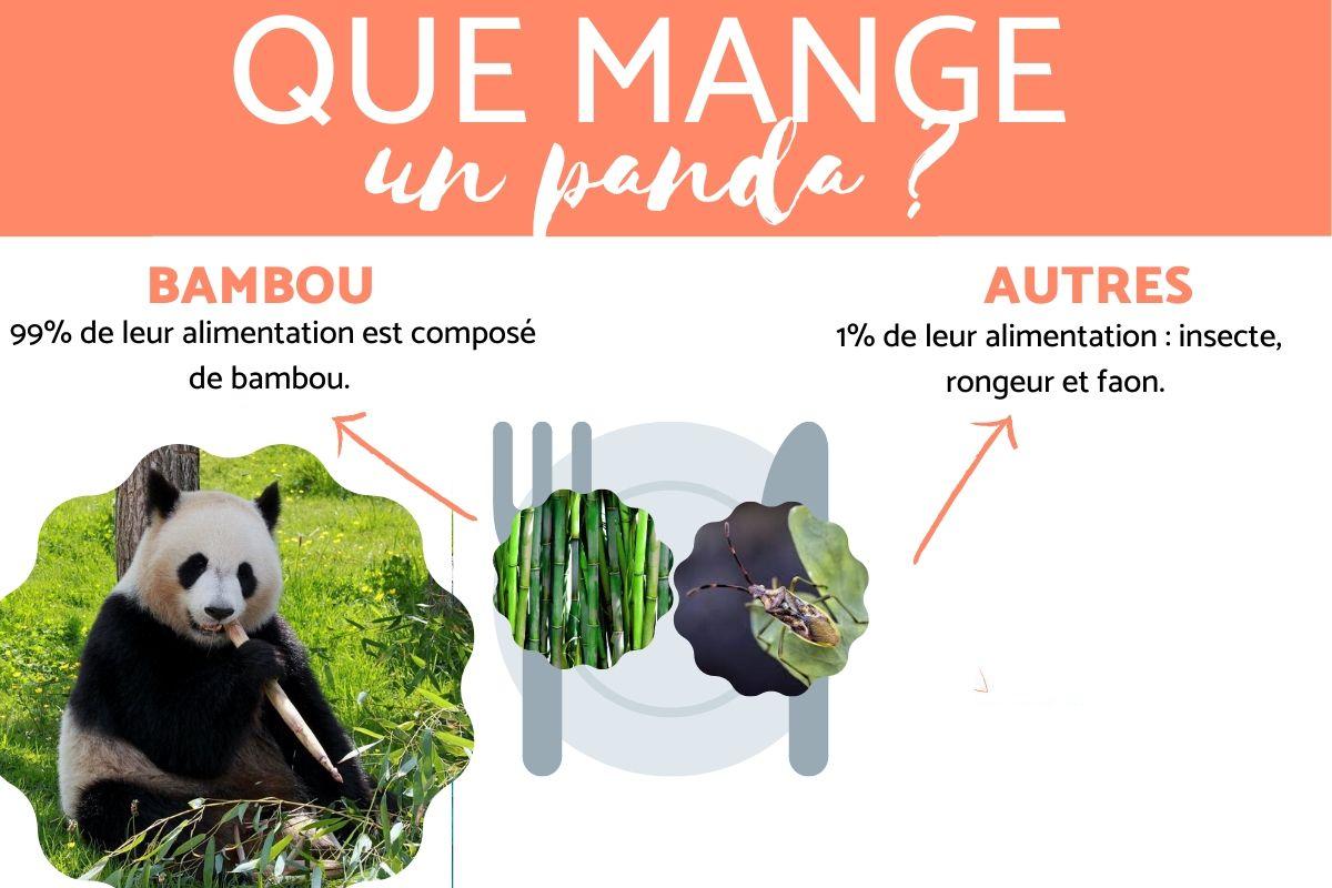 L'alimentation du panda géant