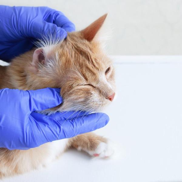 Pourquoi mon chat a les oreilles chaudes - Comprendre ce phénomène intrigant chez nos compagnons félins