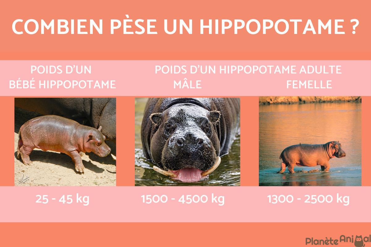 Poids d'un hippopotame - Bébé, adulte, mâle et femelle