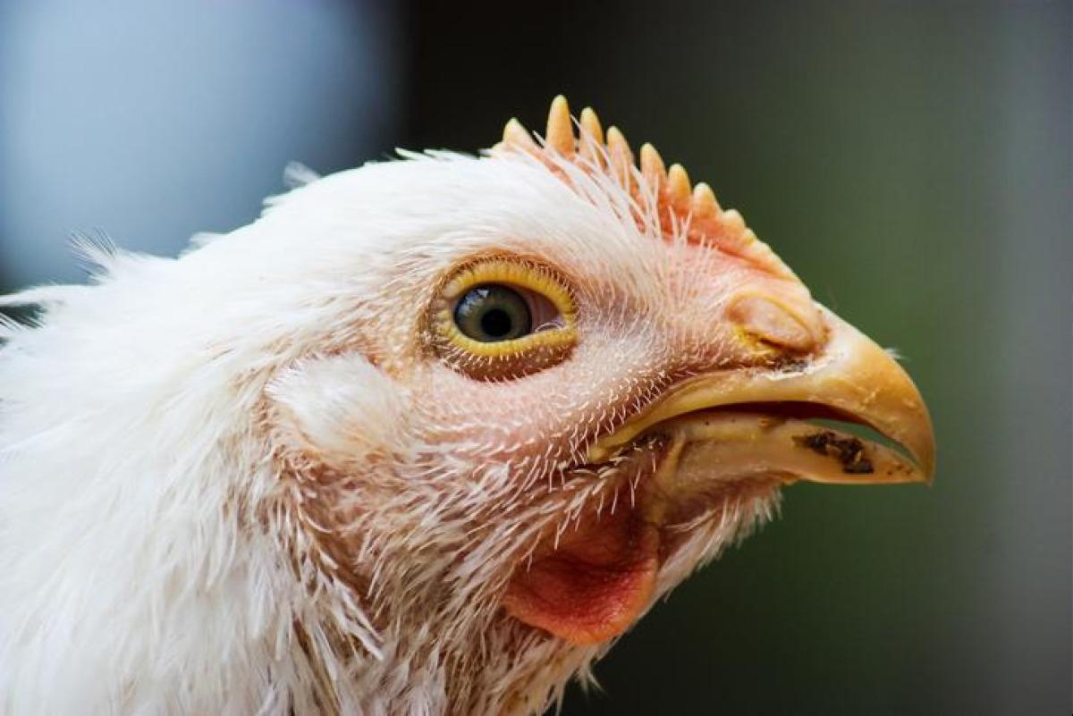 Choléra des poules - Symptômes et traitement