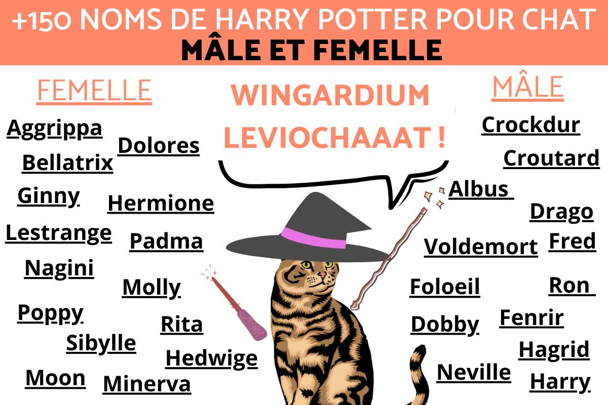 Noms de personnages Harry Potter pour chats