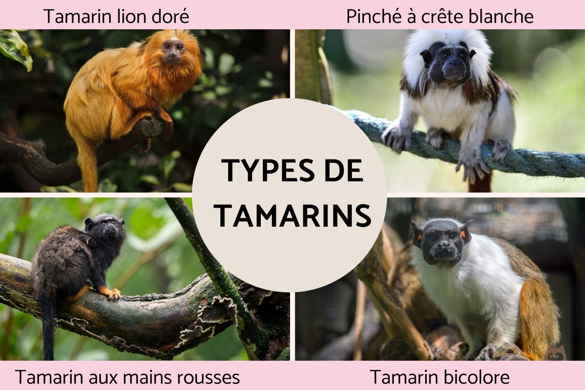 Singe tamarin : Caractéristiques, types, alimentation et où il vit
