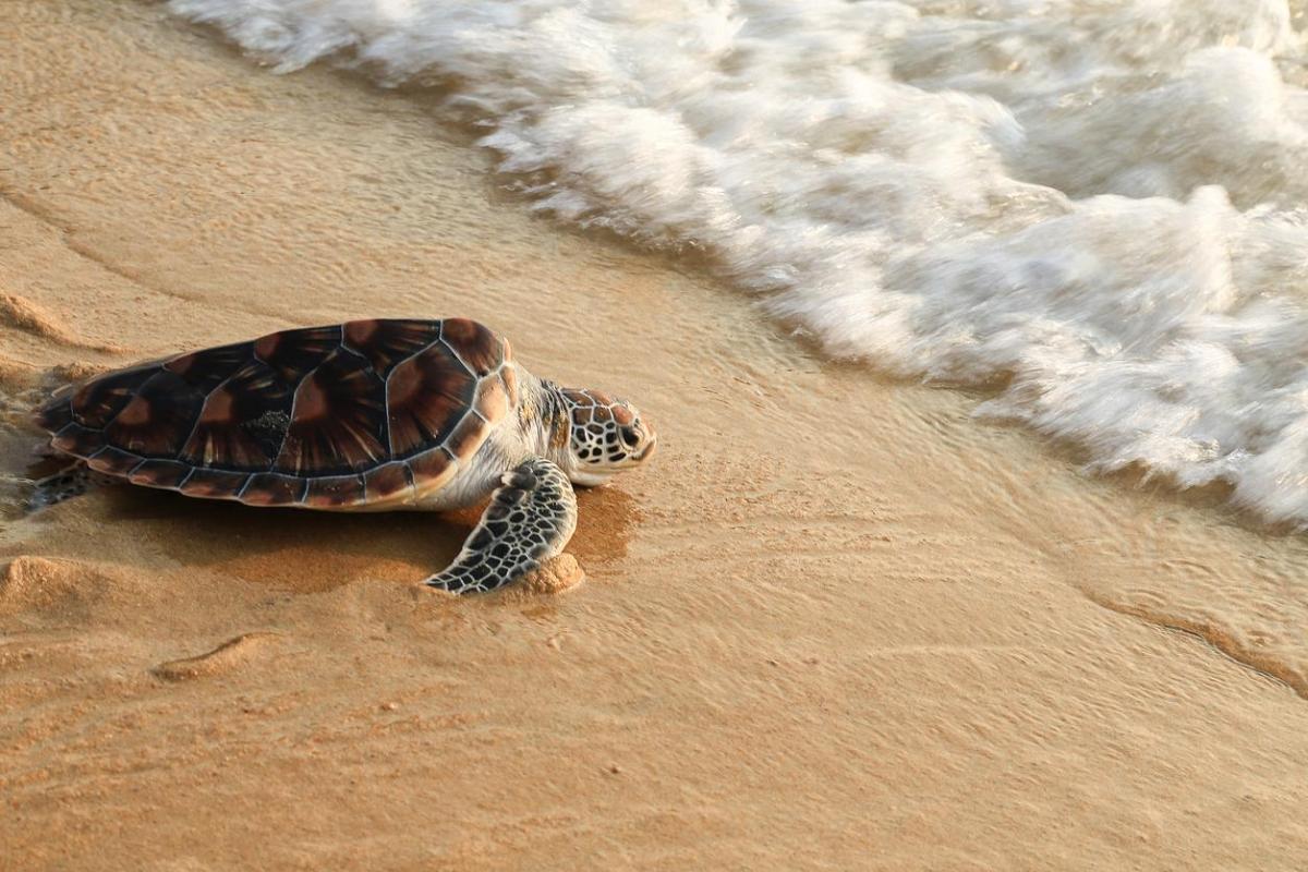 Tortues marines - Description, alimentation et habitat