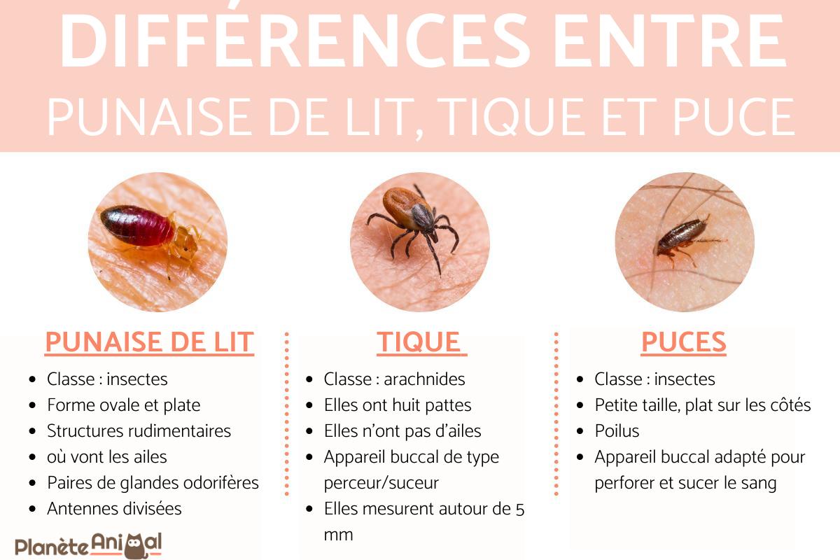 Différences entre puces et punaises de lit