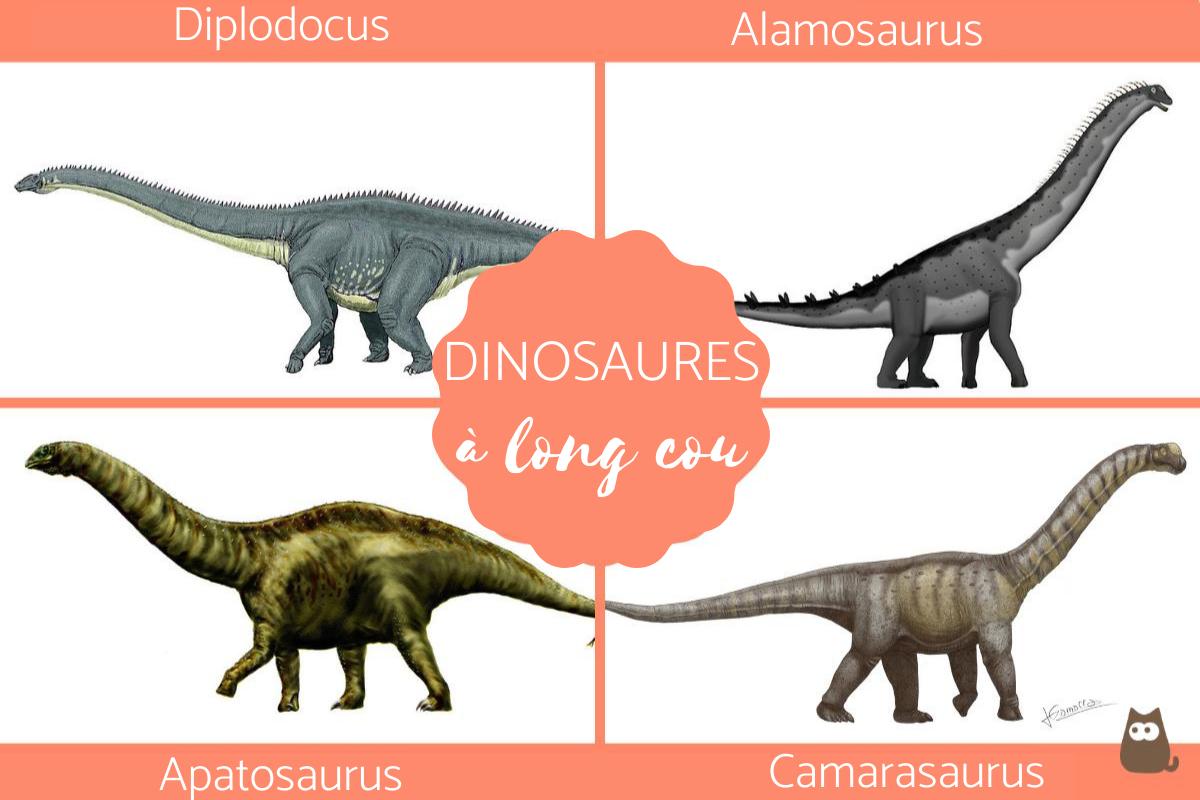 DINOSAURES à LONG COU Caractéristiques et EXEMPLES