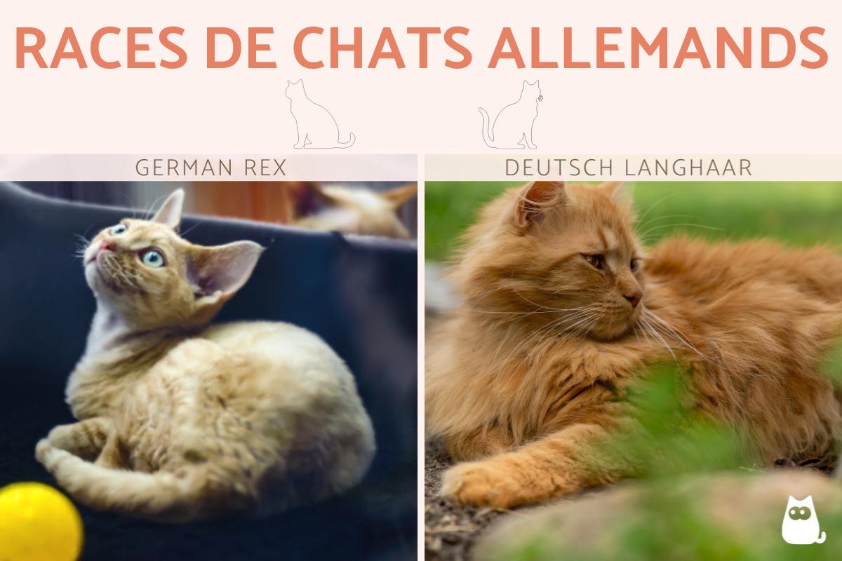 Races de chats allemands